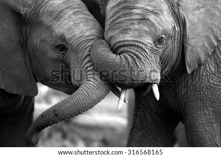 This amazing black and white photo of two elephants interacting was taken on safari in Africa.