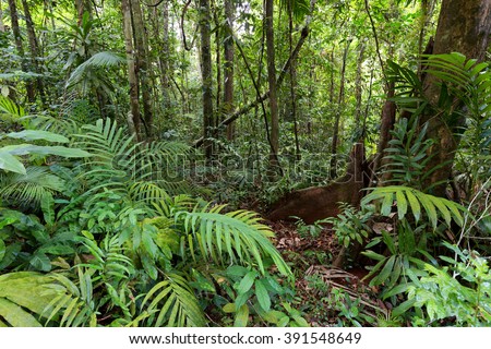 Jungle Vines Stock Photos, Images, & Pictures | Shutterstock