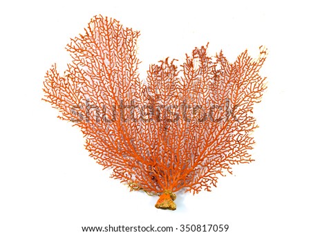 Red Gorgonian or red sea fan coral isolated on white background