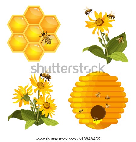 Bee on honeycomb, beehive nest, bees on yellow field flowers set isolated on white background. Realistic striped insect with wings gather fresh healthy organic honey vector illustration
