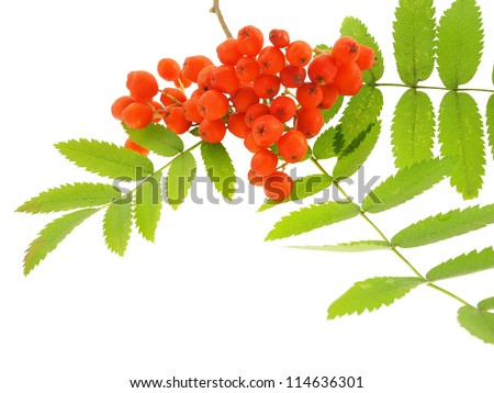 Mountain ash branch isolated on a white background. - stock photo