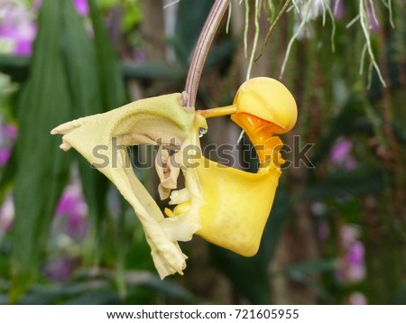  HOA GIEO TỨ TUYỆT - Page 79 Stock-photo-coryanthes-macrantha-is-an-epiphytic-orchid-from-the-genus-of-the-bucket-orchids-it-is-native-to-721605955