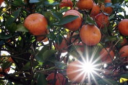 Shutterstock Photo by Shannon Carnevale, Sun shining through a clementine citrus tree in Florida
