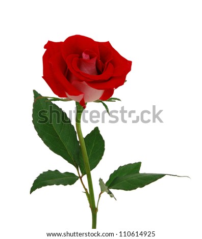 Beautiful Single Red Rose Free Stock Photos Download 11342 Free