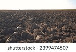Small photo of combines plowed field. modern farming and irrigation business concept. fresh arable land after lifestyle the tractor before sowing. clods of dirty ground on a plowed field close-up
