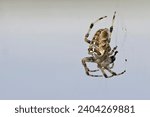 Small photo of The spider species Araneus diadematus is commonly called the European garden spider, diadem spider, orangie, cross spider and crowned orb weaver , Greece