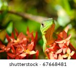 Wild Gecko In Costa Rica