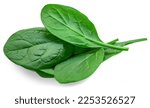 Pile of fresh green baby spinach leaves isolated on white background. Espinach Close up. Flat lay. Food concept. 