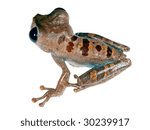 Small photo of Big-eyed bonehead treefrog (Osteocephalus exophthalmus)