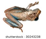 Small photo of Big-eyed bonehead treefrog (Osteocephalus exophthalmus) on its back symbolizing the global decline in amphibian species