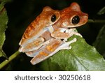 Small photo of Pair of big-eyed bonehead treefrogs (Osteocephalus exophthalmus) in amplexus in the Peruvian Amazon