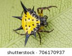 A Spiny Orb Weaver Spider
