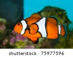 Clownfish in Saltwater Coral Reef Aquarium