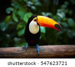 Toucan On The Branch In...
