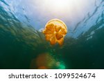 Underwater Photo Of Endemic...