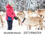 Cute pre-teen girl outdoors feeding reindeers on farm on beautiful snowy winter day in Lapland Finland