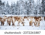 Herd of reindeer on farm in Lapland Finland on winter day
