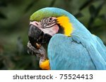 Blue And Gold Macaw Bird Eating ...