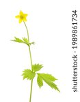 Small photo of Herb bennet, Geum urbanum, flower and foliage isolated against white