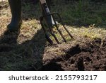 Small photo of We dig up the ground with special pitchforks. A leg in a rubber boot digs black soil with a four-pronged pitchfork. Close-up