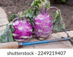 Small photo of Still life with kohlrabi. Two heads of purple kohlrabi cabbage with leaves stand upright. Nearby lies a manual miniature chopper
