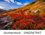 Amazing autumn colors. Fall Foliage, Yellow Aster Butte, North Cascades region, Mount Baker area