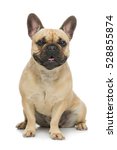 My French Bulldog Free Stock Photo - Public Domain Pictures