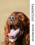 Small photo of Drooling salivating irish setter dog panting in a hot summer