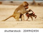 Baboon With Baby