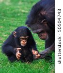 Chimpanzee Holding Careful The...