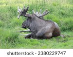 Small photo of Moose or Elk, Alces wapiti in the nature habitat