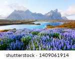 Gorgeous landscape with blooming lupine flowers field near famous Stokksnes mountains on Vestrahorn cape, Iceland