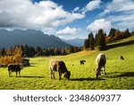 Small photo of Cows in italian Dolomite Alps at summer time. Piereni in Val Canali, Paneveggio natural park, Trentino, Dolomites, Italy. Landscape photography