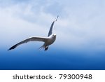 Seagull Flying Above Blue Sea