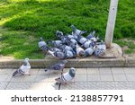 Group Of Pigeons Eating In A...