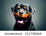 Portrait Of A Dog   Rottweiler 