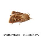 The nocturnal antler moth Cerapteryx graminis isolated on white background