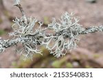 Small photo of The foliose lichen tre moss pseudevernica furfuracea gray green lobes