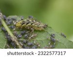 Larva of syrphus hover fly feeding on aphids on bird cherry tree