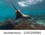 A Playful Sealion Swims In The...