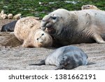 A big male elephant seal forces himself on a female elephant seal in a colony on Peninsula Valdez in Argentina