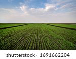 view of the agrarian landscape dividing the field into sectors of wheat with a beautiful sky