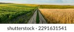 Small photo of a panorama of agricultural land, a green field of soybeans and across the dirt road opposite a ripe wheat field