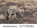 Female Eastern Grey Kangaroo...