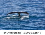 Southern Humpback Whale Of The...