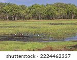 Small photo of Eucalypt-dominated woodland and open forest alternate with mangroves and grasslands in Port Darwin wetlands-home to such bird species as the magpie goose. Darwin-Northern Territory-Australia.