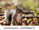 Small photo of The Japanese squirrel (Sciurus lis) is a tree squirrel in the genus Sciurus endemic to Japan.