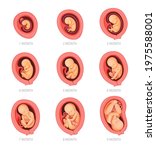 Human Embryo Development Stages ...