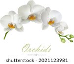 White Orchid. Vector...