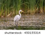 White Egret Wading In The Lake...